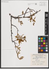 Foto von Salix L.